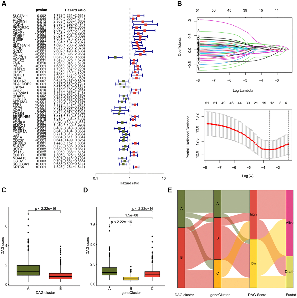 Development of DAG score based on the prognostic DAG-related DEGs. (A) The univariate Cox analysis of DAG-related DEGs. (B) Identification of feature prognostic variables via LASSO analysis. (C) Difference analysis of DAG score in DAG cluster subtypes. (D) Distribution of DAG score in gene cluster A, B and C. (E) Alluvial plot shows the potential relationship of DAG score and clinical survival outcome in DAG cluster subtypes and gene cluster subtypes.