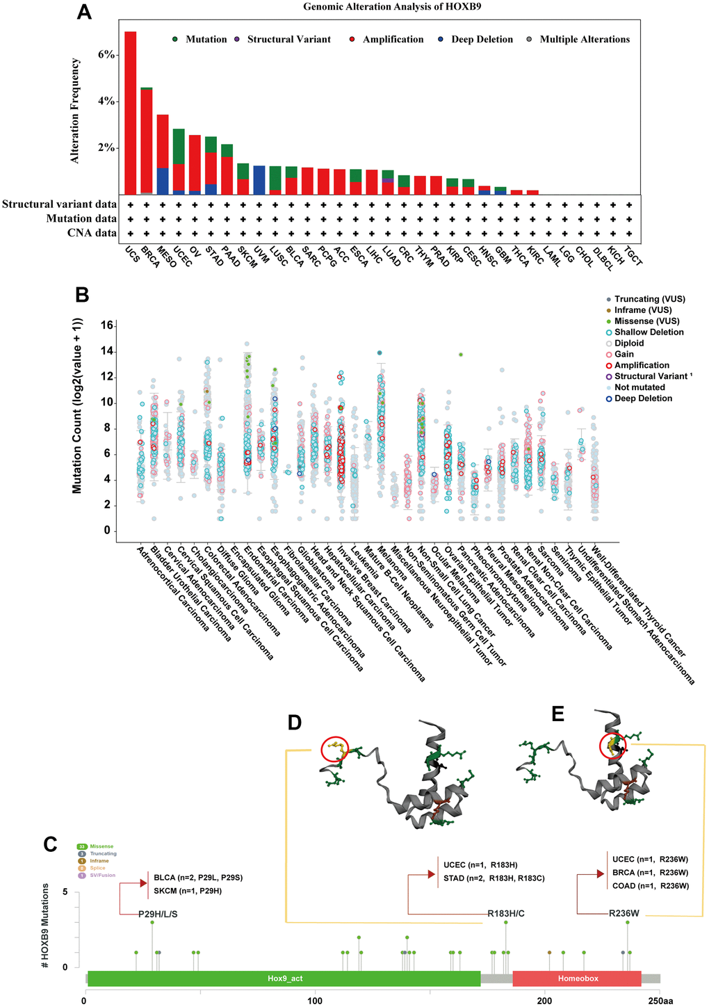 Mutation feature of HOXB9 in different tumors. (A) HOXB9 alteration frequency analysis in the pan-cancer study according to the cBioPortal database. The alteration included deep deletion (blue), structural variant (purple), multiple alterations (brown), amplifications (red), and mutations (green). (B) Mutation count of HOXB9 across all TCGA cancers using cBioPortal database. (C) The mutation sites of HOXB9 were determined according to the cBioPortal database. (D, E) The mutation site with the highest alteration frequency (R183H/C and R236W) in the 3D structure of HOXB9 was displayed.