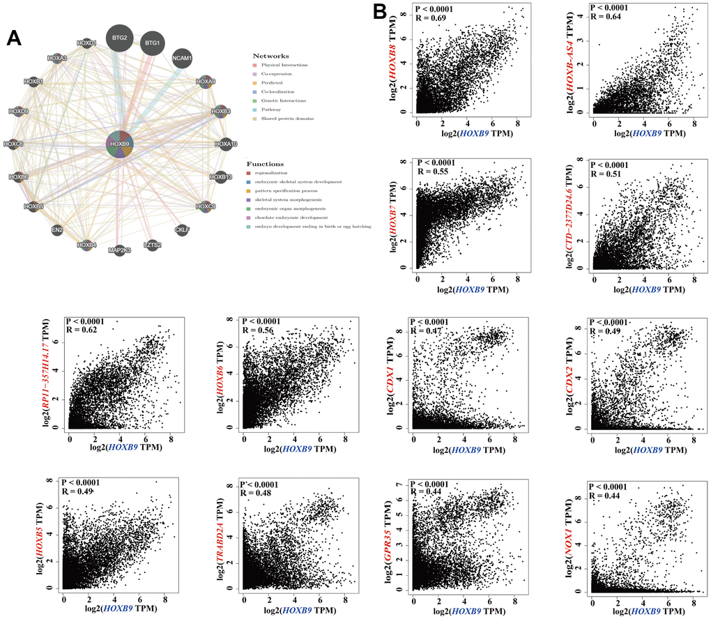 HOXB9-related gene enrichment analysis. (A) The protein-protein interaction (PPI) network presents the proteins interacting with HOXB9. (B) We also obtained the HOXB9-correlated genes in TCGA projects and analyzed the expression correlation between HOXB9 and selected targeting genes including HOXB8, HOXB-AS4, HOXB7, CTD-2377D24.6, RP11-357H14.17, HOXB6, CDX2, CDX1, HOXB5, TRABD2A, NOX1, GPR35 by the GEPIA2 approach.