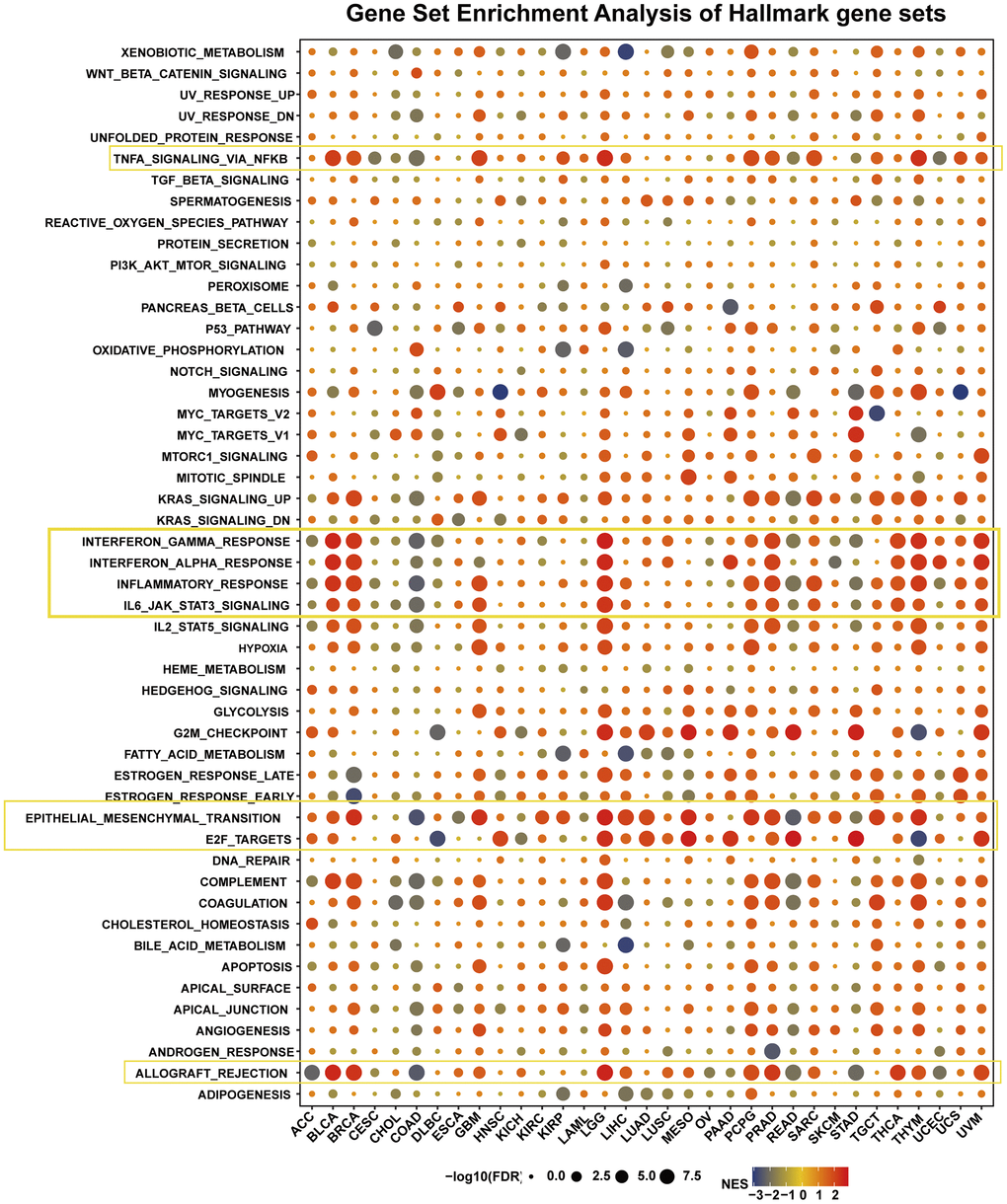 The hallmarks gene set enrichment analysis of HOXB9 in cancers. The circle size represents the FDR value of the enriching term in each tumor.