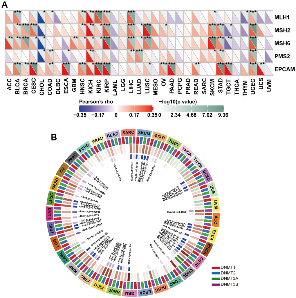 Correlation between HOXB9 expression and MMR gene mutation and DNA methylation expression. (A) The analysis of HOXB9 expression and five MMR gene expression levels, including MLH1, MSH2, MSH6, PMS2, and EPCAM in pan-cancer. (B) The correlation analysis of HOXB9 expression level with four methyltransferase genes (DNMT1, DNMT2, DNMT3A, DNMT3B) in pan-cancer. *P P P 