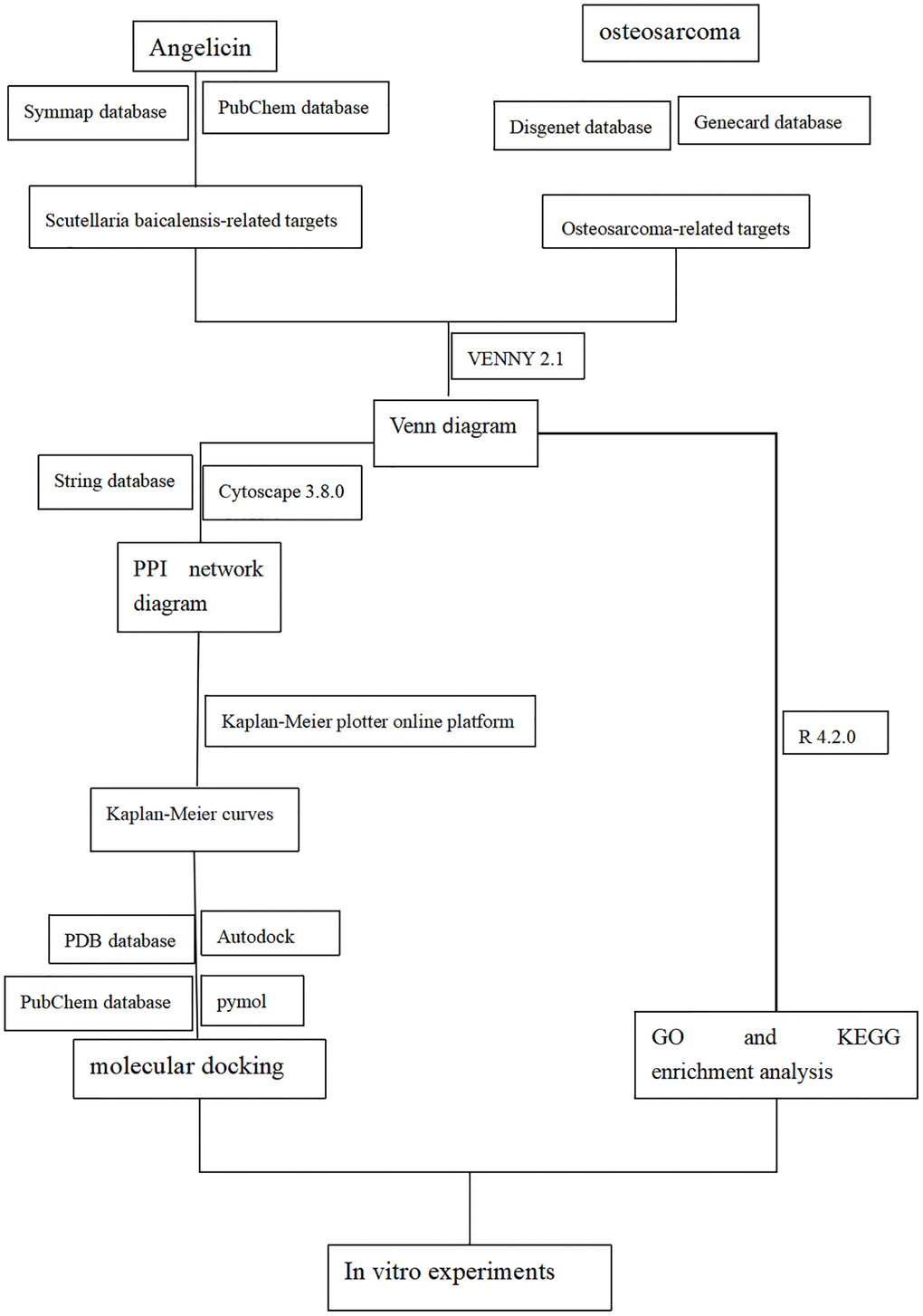 Flow diagram of the experimental design for studying the function of angelicin in the treatment of osteosarcoma.