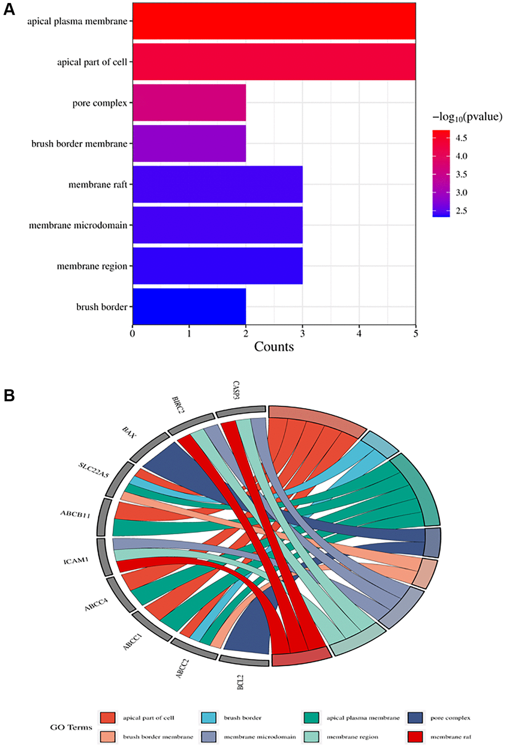 Top ten significant cell component (CC) entries. (A) GO enrichment analysis of therapeutic targets for cell component. (B) Relationship between the therapeutic targets and cell components.