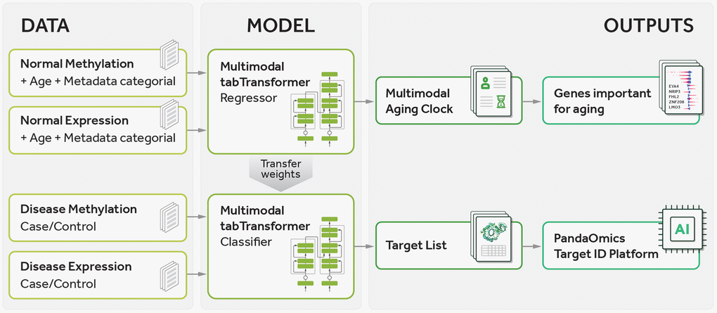 Pipeline of the current study. The pipeline involves training a multimodal transformer-based regressor on normal sample data to predict age, followed by transferring the learned weights to a transformer-based classifier for distinguishing between case and control samples. Gene prioritization is then performed using feature importance values obtained from the regressor to rank genes according to their relevance to aging and using importance values from the classifier to rank genes according to their relevance to both aging and disease. Finally, the gene lists are analyzed using the PandaOmics TargetID Platform.