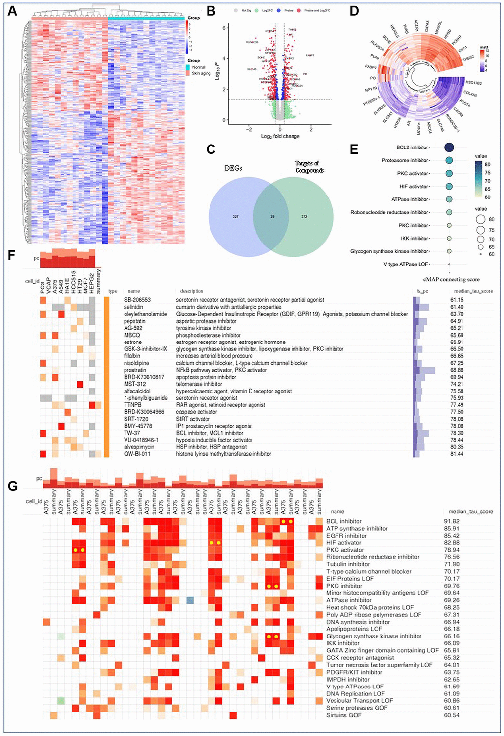 Exploration on the function of key AAK compounds via GEO analysis and cMAP analysis. (A) Heatmaps of DEGs between normal skin and actinic lentigines skin; (B) Volcano plot of DEGs between normal skin and actinic lentigines skin; (C) Venn analysis on the intersection targets between DEGs and targets of key AAK compounds; (D) Circular cluster heatmap of intersection targets; (E) Identifying compounds with similar pharmacological effect as key AAK compounds; (F, G) Identifying perturbational class of key AAK compounds and which in skin cells).