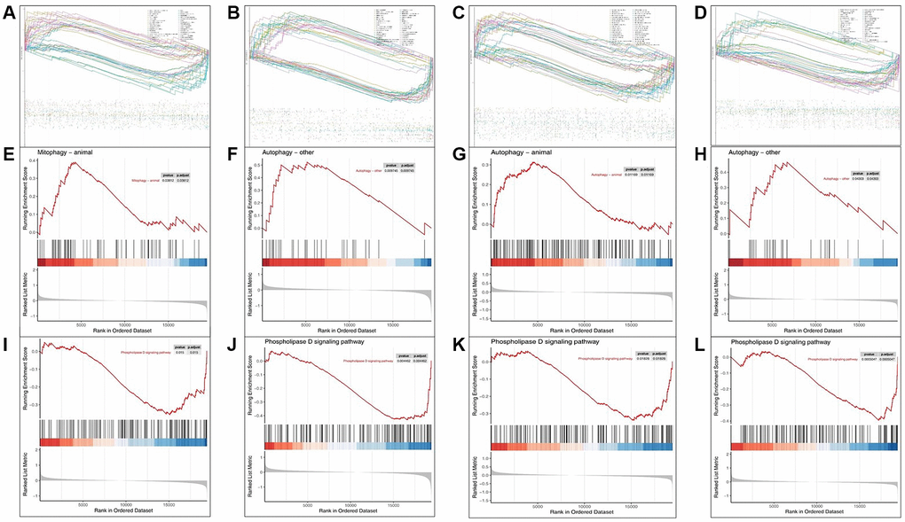 Single-gene GSEA pathway enrichment on Hub-targets of key AAK compounds. (A–D) Single-gene GSEA-KEGG pathway analysis in AR, BCEH, HPGD and PI3; (E–H) Single-gene GSEA-KEGG pathway enriched in autophagy pathway; (I–L) Single-gene GSEA-KEGG pathway enriched in Phospholipase D signaling pathway).