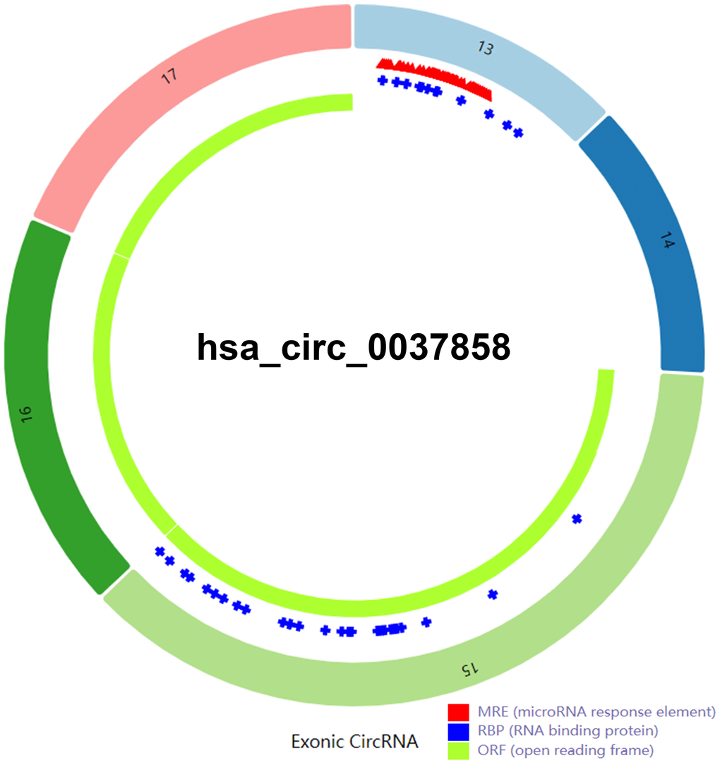 The structural pattern of exonic hsa