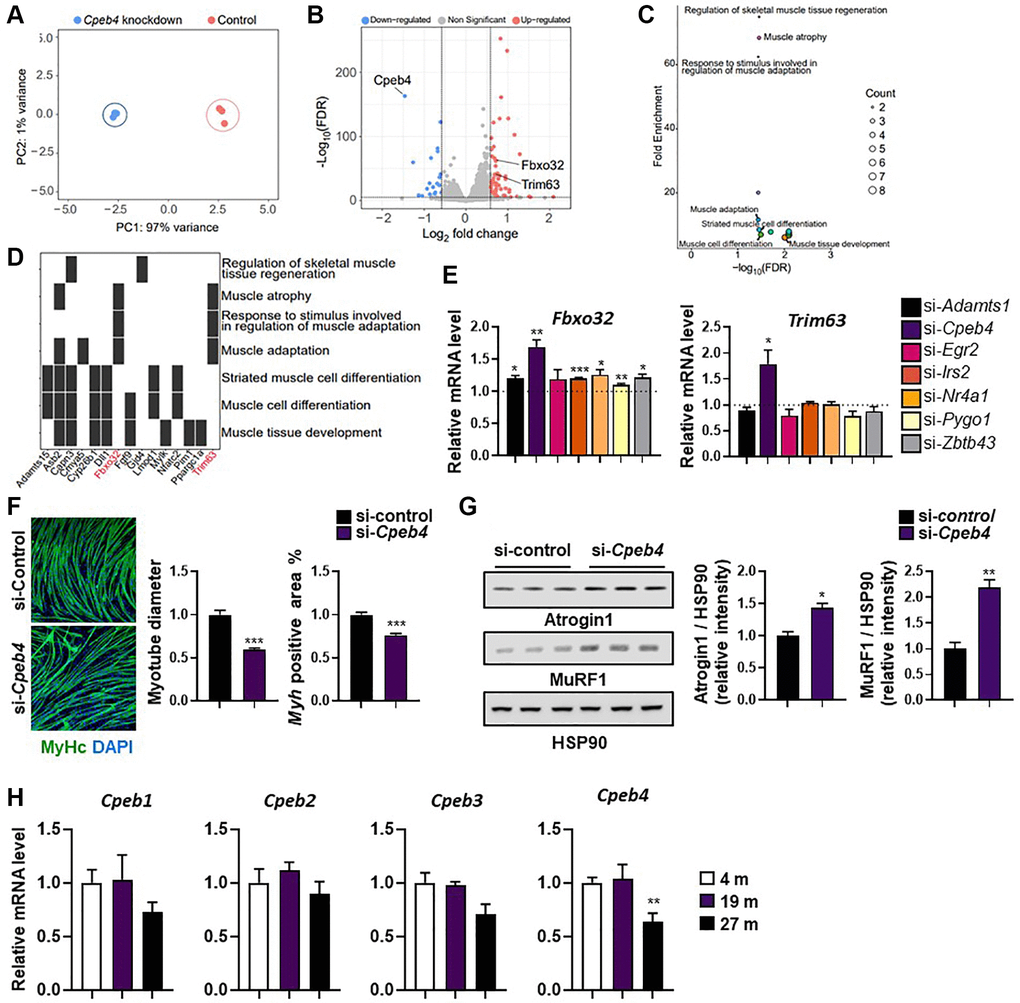 Knockdown of Cpeb4 induces atrophy in C2C12 myotubes. (A) Principal component analysis (PCA) of RNA-seq datasets from C2C12 myotubes for control and Cpeb4-knockdown cells. (B) Volcano plot of differential expression analysis. (C) Summarized gene ontology terms related to biological processes. (D) Functional annotation clustering using Database for Annotation, Visualization, and Integrated Discovery. (E) mRNA expression of genes related to muscle wasting (Fbxo32, Trim63), measured by qPCR. (F) Representative image of myosin-stained Cpeb4 knockdown (si-Cpeb4) or control siRNA-treated (si-control) myotubes differentiated for 5 days. Quantification of myotube diameter and myosin-positive (Myh+) area. (G) Western blot showing expression of atrophy-related protein levels (Atrogin-1 (Fbxo32) and MuRF-1 (Trim63)) and quantification of target protein expression relative to HSP90 using densitometry analysis (n = 3). (H) Relative mRNA level of different Cpeb isoforms (Cpeb1–4) in the tibialis anterior muscle in young (4-month-old) and aged mice (19- and 27-month-old; (n = 4, 5). All data are represented as mean ± SEM. Statistically significant differences are denoted as *p **p ***p 