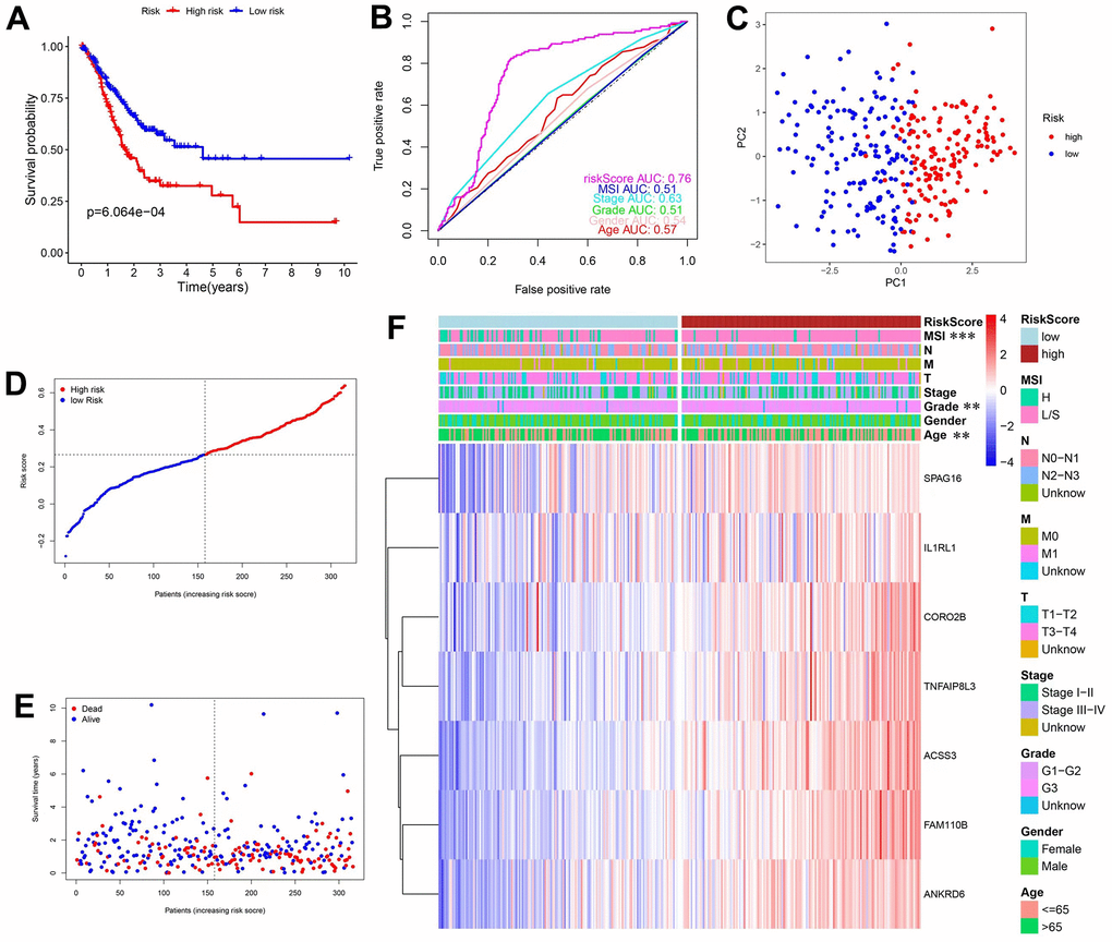 Construction and validation of prediction model in the TCGA database. (A) KM curves and survival analysis. (B) Time-dependent ROC curves and AUCs. (C) PCA analysis. (D) Distribution of risk scores and median values. (E) Scatter plot showing the overall survival of patients. (F) Heatmap of the 7 genes used in the model.