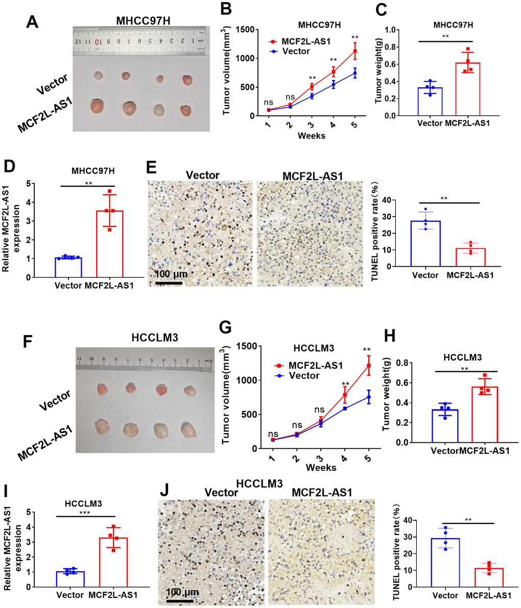 The effects of MCF2L-AS1 on HCC cell growth in vivo. MHCC97H and HCCLM3 cells were transfected along with MCF2L-AS1 overexpression plasmids and used for in-vivo experiments. (A) Tumor images. (B) Tumor volume. (C) Weight of tumor. (D) RT-PCR was conducted for detecting MCF2L-AS1. (E) TUNEL staining kit was used for detecting cell apoptosis. (F) Tumor images. (G) Tumor volume. (H) Tumor weight. (I) RT-PCR was conducted for detecting MCF2L-AS1. (J) The TUNEL staining kit was used for detecting cell apoptosis. Scale bar=100 μm. Ns P>0.05, **P