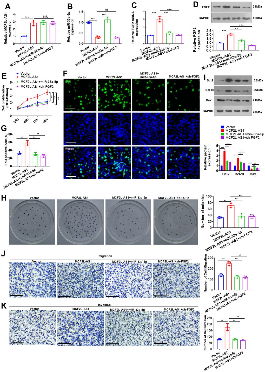 Effects of MCF2L-AS1-miR-33a-5p-FGF2 on MHCC97H cell proliferation, invasion and apoptosis. miR-33a-5p mimics or sh-FGF2 or MCF2L-AS1 overexpression plasmids were transfected into MHCC97H cells. (A, B) qRT-PCR detected MCF2L-AS1and miR-33a-5p expression levels. (C) qRT-PCR checked the mRNA level of FGF2. (D) Western blot was used for detecting FGF2 expression. (E) CCK8 assay detected MHCC97H and HCCLM3 cell proliferation. (F, G) EdU staining was performed for evaluating cell proliferation. Scale bar=50 μm. (H) Colony formation assay was conducted for detecting cell colony formation ability. (I) Western blot was conducted for evaluating apoptosis-realted proteins, including Bcl2, Bcl-xl, and Bax. (J, K) Transwell assay detected MHCC97H cell migration and invasion, Scale bar=200 μm. NS P>0.05, * P