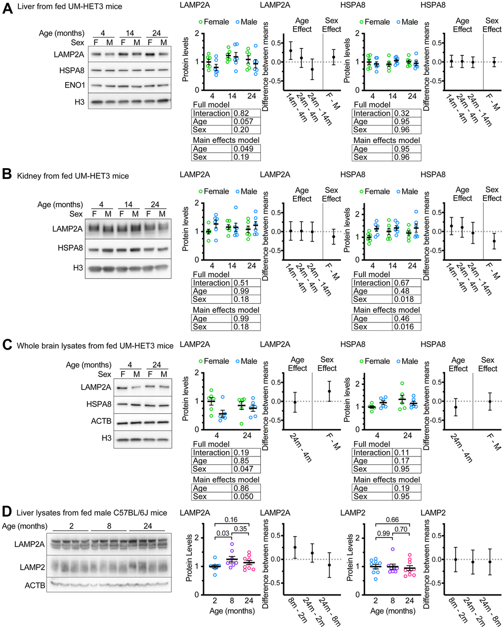 Age does not decrease LAMP2A levels in UM-HET3 or C57BL/6J mice. (A) Representative western blots and quantifications of LAMP2A and HSPA8 are shown in whole livers lysates from ad libitum fed male and female UM-HET3 mice of ages 4, 14, and 24 months. H3 and ENO1 are loading controls. n = 6 animals per group. (B) Representative western blots and quantifications of LAMP2A and HSPA8 are shown in whole kidney lysates from ad libitum fed male and female UM-HET3 mice of ages 4, 14, and 24 months. H3 is a loading control. n = 6 animals per group. (C) Representative western blots and quantifications of LAMP2A and HSPA8 are shown in whole brain lysates from ad libitum fed male and female UM-HET3 mice of ages 4, and 24 months. H3 and ACTB are loading controls. n = 6 animals per group. (D) Representative western blots and quantifications of LAMP2A and total LAMP2 are shown in whole livers lysates from ad libitum fed male C57BL/6J mice of ages 2, 8, and 24 months. ACTB is a loading control. n = 9 for 2- and 24-month groups, n = 8 for 8-month group. Statistical analysis was performed in GraphPad Prism 9. Lines are drawn at each mean, with error bars showing S.E.M. p-values derived from 2-way ANOVAs of both “full models” and “main effects models” are shown beneath each graph. “Estimation plots” are shown to the right of each graph; error bars on estimation plots show the 95% C.I. for the difference between the means of the indicated groups. p values displayed directly on the graphs are derived from unpaired t tests.