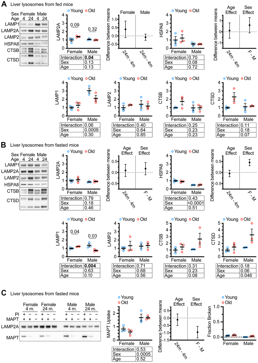 CMA differs by sex, but not by age in UM-HET3 mouse liver lysosomes. (A) Representative western blots and quantifications are shown for the indicated proteins in 4 μg of the light (CMA+) lysosome fraction from the livers of ad libitum fed male and female mice of ages 4 and 24 months. (B) Representative western blots and quantifications are shown for the indicated proteins in 4 μg of the light (CMA+) lysosome fraction from the livers of male and female mice of ages 4 and 24 months that were fasted for 18 hours before euthanasia. (C) Representative western blots and quantifications are shown for a substrate binding and uptake assay using the light (CMA+) lysosome fraction from male and female mice of ages 4 and 24 months that were fasted for 18 hours before euthanasia. The right panel shows the fraction of broken lysosomes. In each case, fewer than 10% of lysosomes were broken. n = 3 for each group in every experiment. Statistical analysis was performed in GraphPad Prism 9. Lines are drawn at each mean, with error bars showing S.E.M. p-values derived from 2-way ANOVAs are shown beneath each graph. “Estimation plots” are shown to the right graphs for LAMP2A and HSPA8 (the two proteins most important for CMA activity) Error bars on estimation plots show the 95% C.I. for the difference between the means of the indicated groups. p values displayed directly on the graphs are derived from unpaired t tests.