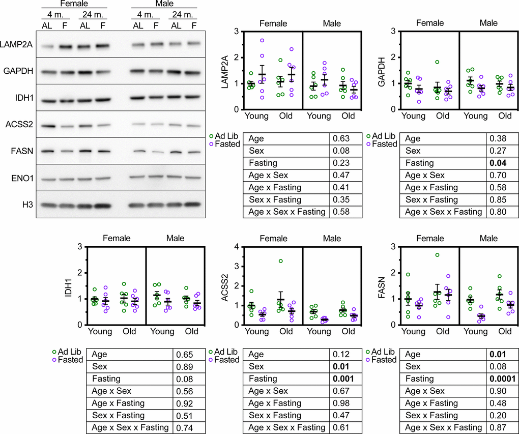 Age does not modify the effect of fasting on CMA target protein abundance in UM-HET3 liver. Representative western blots and quantifications are shown for the indicated proteins in whole liver lysates from male and female UM-HET3 mice of ages 4 and 24 months. Mice were either fed ad libitum (AL; green circles) or fasted (F; purple circles) for 18 hours prior to euthanasia. n = 6 for every group. Age was not found to modify the effects of fasting on CMA-sensitive proteins, by 3-way ANOVA. Statistical analysis was performed in GraphPad Prism 9. p-values derived from 3-way ANOVAs are shown beneath each graph.