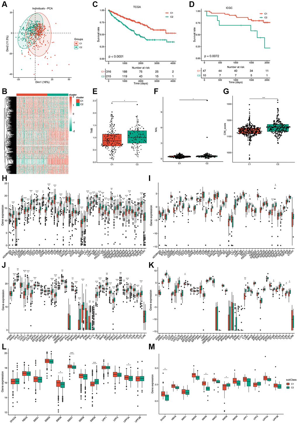 Identification of potential immune subtypes of ccRCC patients and molecular characteristics. (A) PCA of ccRCC patients in TCGA cohort. (B) Heatmap of immune-related genes of C1/C2 ccRCC patients. (C, D) Kaplan-Meier curves showing overall survival (OS) of ccRCC immune subtypes in TCGA and ICGC cohorts. (E) TMB and number of mutated genes in C1/C2 ccRCC patients. (F, G) NAL and CIN score of C1/C2 ccRCC patients. (H, I) Expression of ICP genes in C1/C2 ccRCC patients from TCGA cohort and ICGC cohort separately. (J, K) Expression of ICD factors in C1/C2 ccRCC patients from TCGA cohort and ICGC cohort separately. (L, M) Expression of NMD factors in C1/C2 ccRCC patients from TCGA cohort and ICGC cohort separately. *padj **padj ***padj 