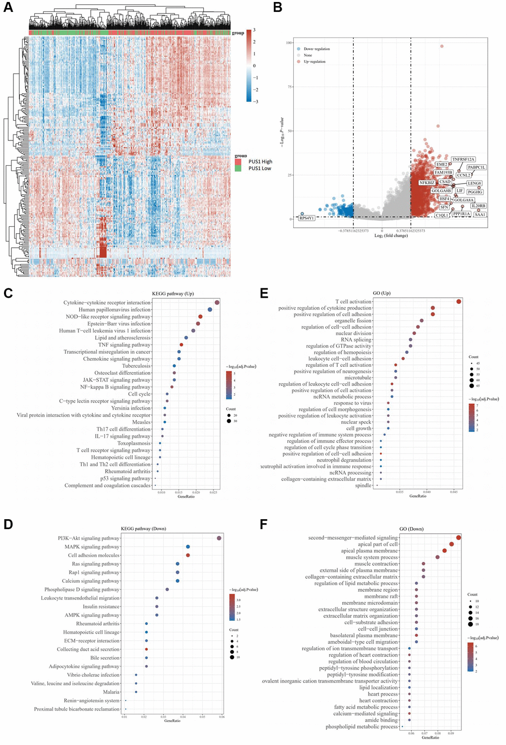 The differential mRNA expression between clear cell renal cancer and normal tissue. (A) Heatmap color indicates the differentially expressed genes (DEGs) by analyzing of the KIRC data from TCGA database. (B) The volcano plots of DEGs in (A) were visualized. (C, D) GO analysis for enrichment of upregulated (C) and downregulated (D) signaling pathways significantly associated with PUS1 expression in KIRC. (E, F) KEGG analysis for enrichment of upregulated (E) and downregulated (F) signaling pathways significantly associated with PUS1 expression in KIRC.