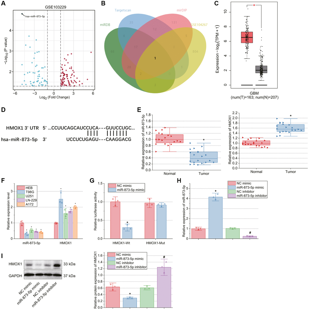 miR-873-5p, downregulated in GBM tissues or cells, targets HMOX1 and reduces its expression. (A) A volcano plot of the differentially expressed genes in GBM and normal samples from the GSE103229 dataset. Red dots indicate significantly up-regulated genes, and blue dots indicate significantly downregulated genes. The top hsa-miR-873-5p with the most significant differential expression (the lowest p value) was labeled. (B) Venn diagram of the downstream genes of miR-873-5p predicted using the miRDB, TargetScan, and mirDIP databases with the significantly up-regulated genes in GBM samples from the GSE104267 dataset. (C) HMOX1 expression in normal brain tissue samples and GBM samples analyzed by the GEPIA database. The red box represents the GBM tissue samples (n = 163), and the gray box represents the normal brain tissue samples (n = 207). (D) Binding sites of miR-873-5p in HMOX1 mRNA predicted by the miRDB database. (E) Expression of miR-873-5p and HMOX1 in tumor tissues of GBM patients (n = 20) and normal brain tissues (n = 20) measured by RT-qPCR. (F) Expression of miR-873-5p and HMOX1 in human normal brain glial cell line HEB and GBM cell lines T98G, U251, LN-229, and A172 determined by RT-qPCR. (G) Binding of miR-873-5p to HMOX1 validated by dual-luciferase reporter assay. (H) Expression of miR-873-5p in T98G cells transfected with miR-873-5p mimic or miR-873-5p inhibitor determined by RT-qPCR. (I) Western blot of HMOX1 protein in T98G cells transfected with miR-873-5p mimic or miR-873-5p inhibitor. *p #p 