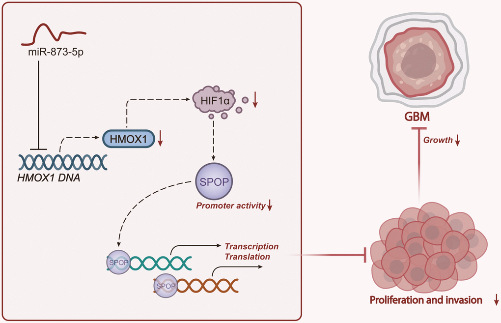 Schematic representation of the mechanism of miR-873-5p in GBM. miR-873-5p targets HMOX1 and inhibits its expression, thus downregulating the HIF1α/SPOP signaling axis, reducing the proliferation and invasion as well as the tumorigenesis of GBM cells.