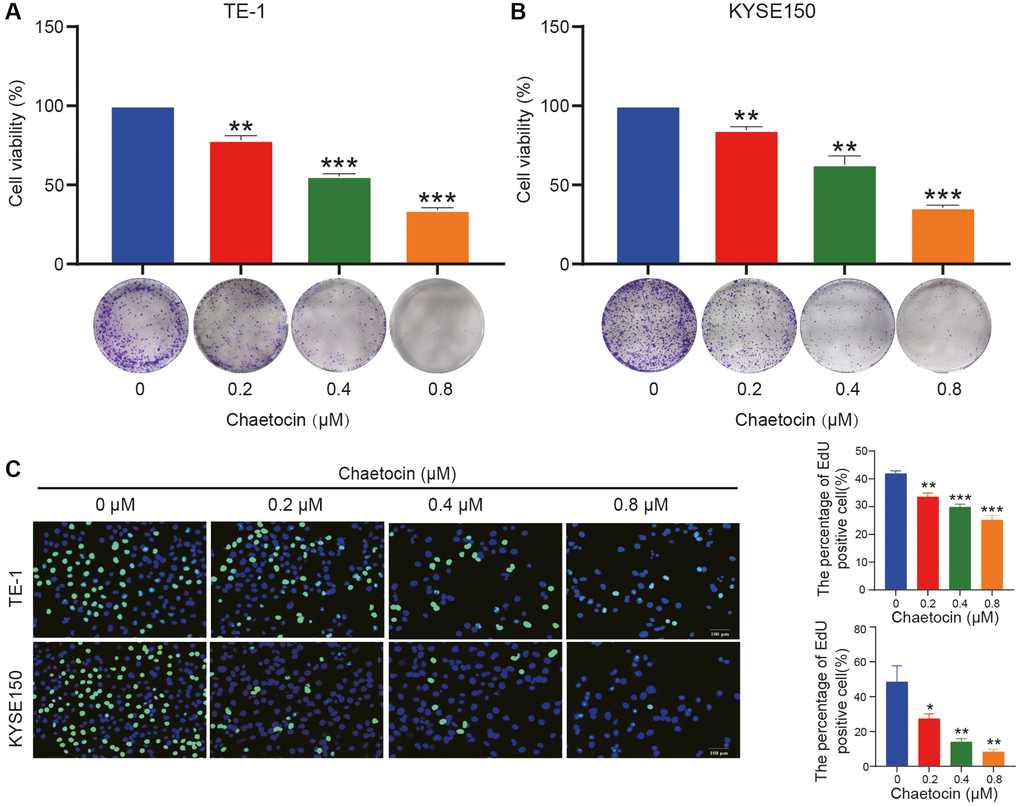 Chaetocin suppresses the growth of ESCC cells. (A, B) TE-1 and KYSE150 cells were treated with the indicated concentrations of chaetocin (0, 0.2, 0.4, and 0.8 μM) for 24 h. The cell viability was examined by CCK-8. The colony formation was evaluated after 14 days. (C) EdU assay was used to measure cell proliferation. The results are presented as the mean ± SD and are representative of at least three independent experiments. *P **P ***P 