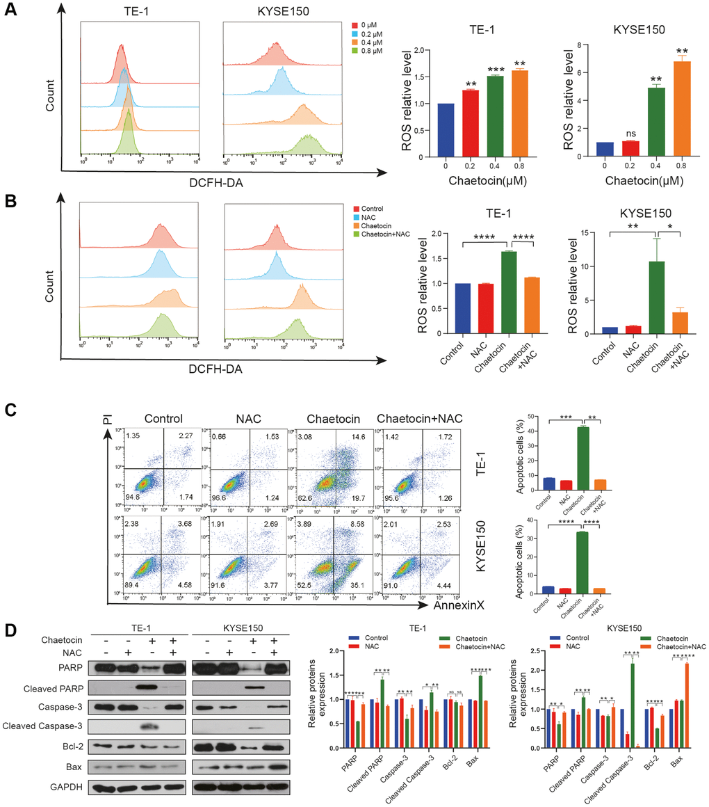 Chaetocin Induced The Accumulation of ROS in ESCC Cell. (A, B) ROS levels were analyzed by flow cytometry in TE-1 and KYSE150 cells. Results were shown as mean ± SD of three independent experiments. *P **P ***P ****P C) Apoptosis was measured by flow cytometry. Results were shown as mean ± SD of three independent experiments. **P ***P ****P D) Expression levels of PARP, Cleaved PARP, caspase-3, cleaved-caspase-3, Bax and Bcl-2 were detected by western blot. GAPDH was used as the loading control.