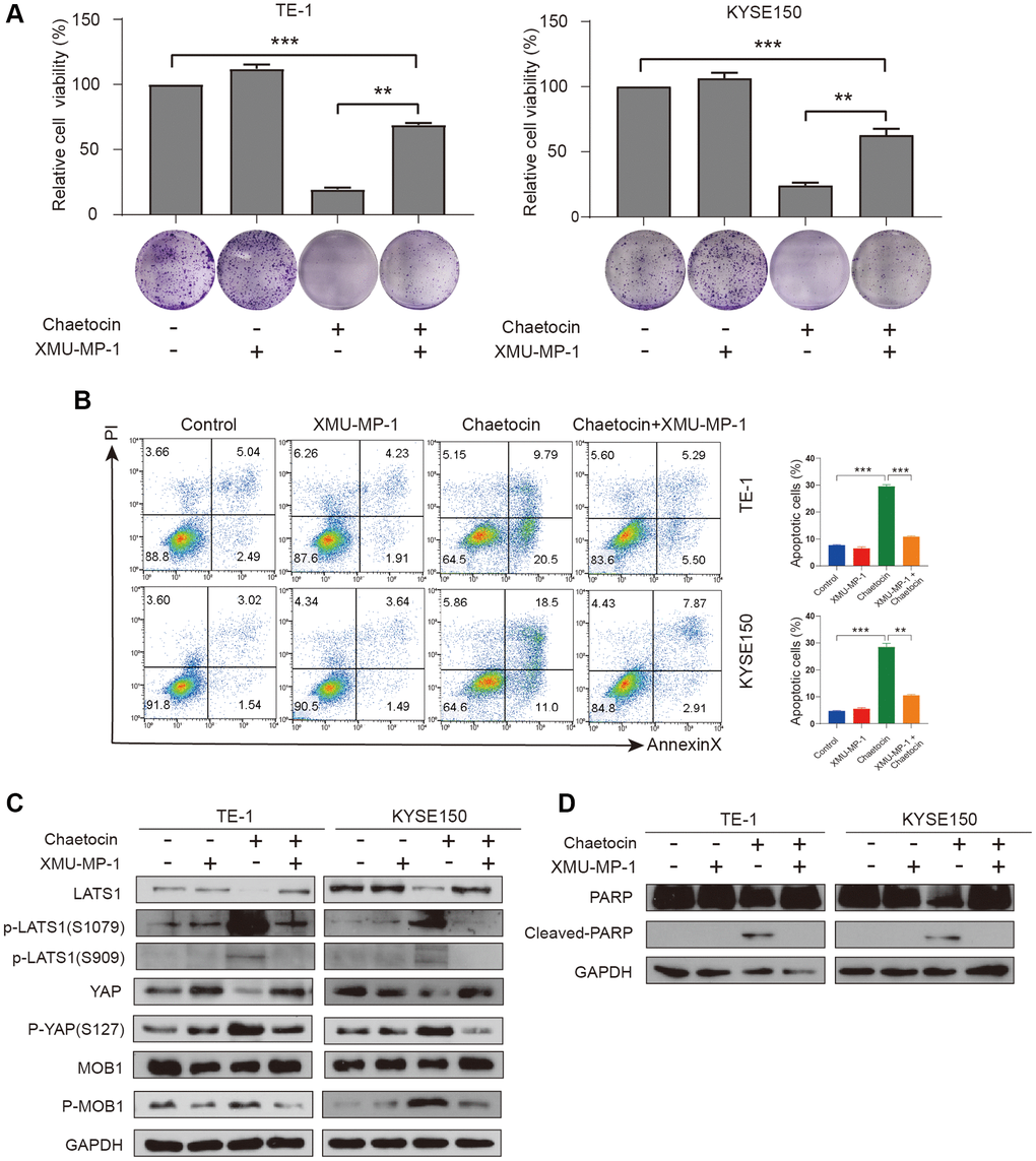 XMU-MP-1 reverses inhibition and apoptosis of TE-1 and KYSE150 cells proliferation by chaetocin. (A) TE-1 and KYSE150 cells were treated with chaetocin (0.8 μM) in the presence and absence of 1 μM XMU-MP1. The cell viability was examined by CCK-8. The colony formation was evaluated after 7 days. (B) Apoptosis was measured by flow cytometry. Results were shown as mean ± SD of three independent experiments. **P ***P C) Expression levels of Hippo pathway proteins was analyzed through western blot. GAPDH was used as the loading control. (D) Expression levels of PARP, Cleaved PARP were detected by western blot. GAPDH was used as the loading control.