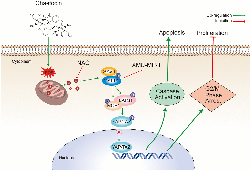 Schematic representation of the mechanism of the action of chaetocin in ESCC cells.