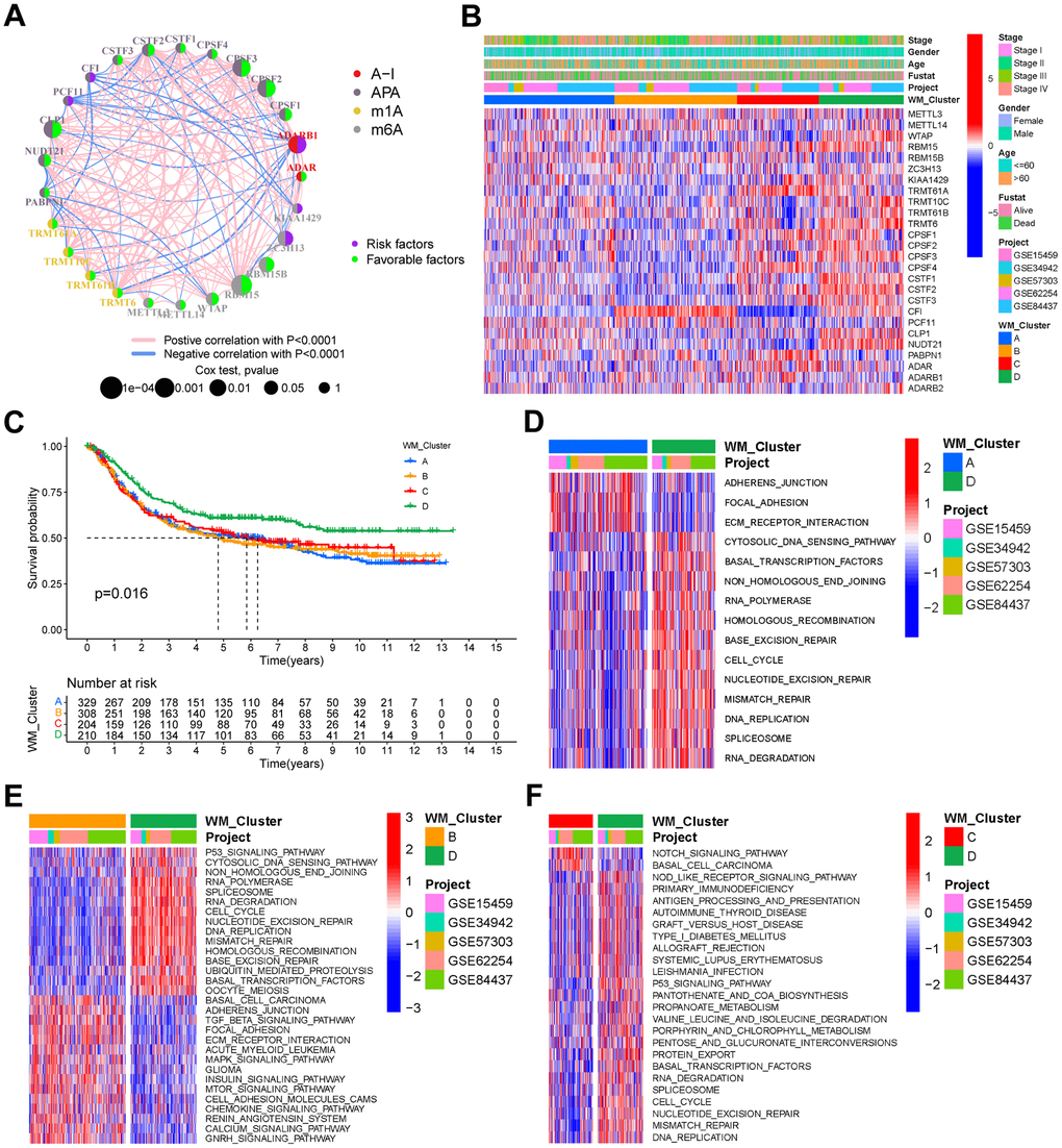 RNA modification patterns and different biological characteristics between these patterns. (A) Interactions between RNA modification writers in gastric cancer. Circle size represents the effect of each regulator on prognosis, and the range of values calculated by the Log-rank test was p B) Unsupervised clustering of the 26 writers in the meta-GEO cohort. WM