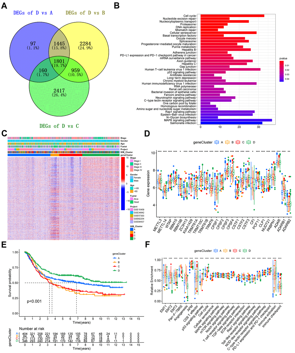 Construction of gene signatures and functional annotation. (A) Venn diagram showing the 1801 overlapped DEGs between WM