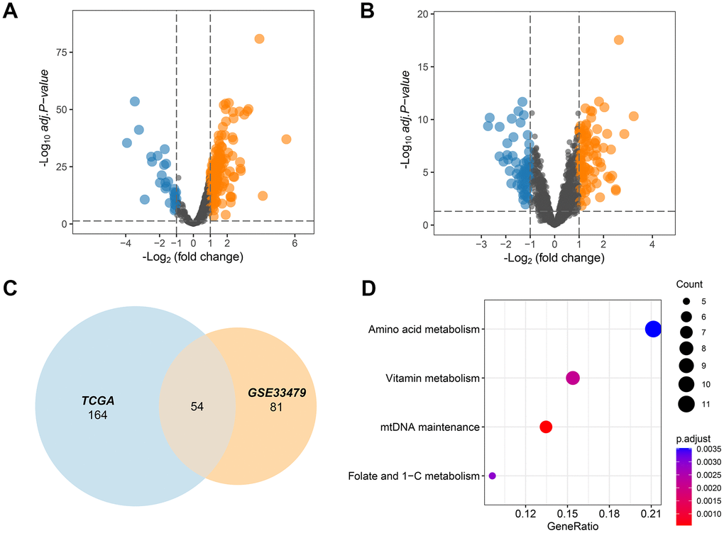 MMRGs identification in LUAD. (A, B) Volcano plots of the differentially expressed MMRGs in the TGCA and GSE33479 database. (C) Venn diagram of differentially expressed MMRGs in TGCA and GSE33479. (D) KEGG pathway enrichment analysis of 54 pivotal MMRGs.