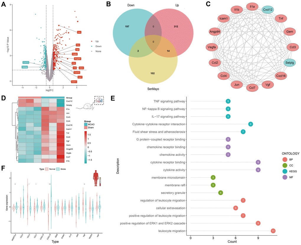 Discovery of SRGs in rat MCAO model and human peripheral blood. (A) The volcano plot for DEGs of brain tissue in GSE163654. The genes related to cellular senescence were labeled. Red represents high gene expression and blue represents low expression. (B) The Venn plot for the distribution of DEGs. (C) The protein-protein interaction network for SRGs. (D) The heatmap for SRGs in GSE163654. (E) GO /KEGG pathway analysis and protein interaction network of SRGs. The color of the proteins corresponds to the pathway and the number shows the count of genes. (F) The violin plot for SRGs of human peripheral blood in GSE16561. *p 