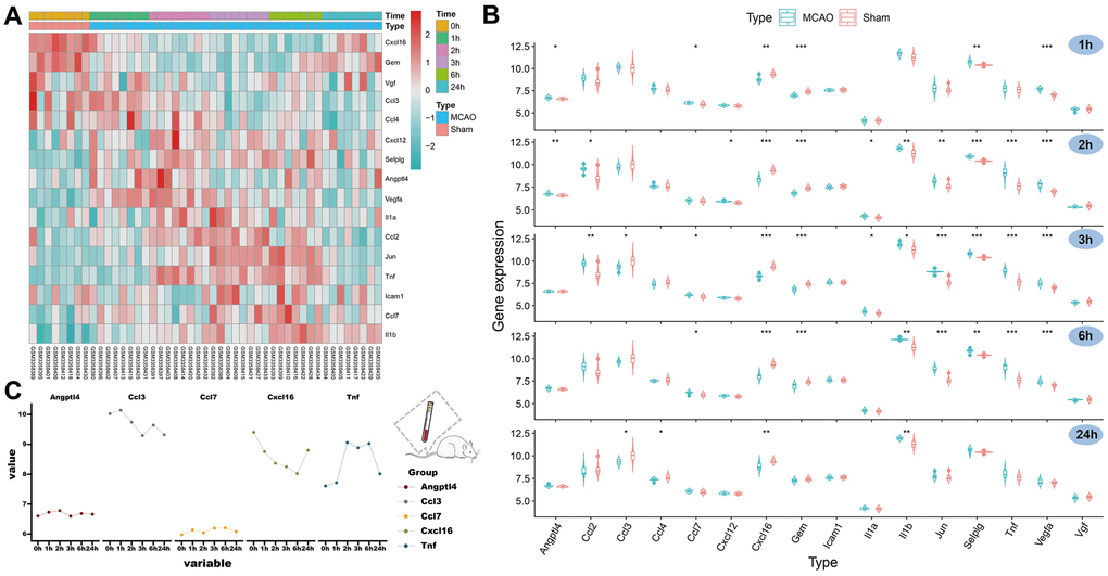 Expression of SRGs in the rat peripheral blood and Identification of HSRGs. (A) The heatmap for SRGs in GSE119121 at different time points. (B) The violin plot for SRGs in GSE119121. (C) The line graph describes the variation trend of HSRGs expression at different time points.