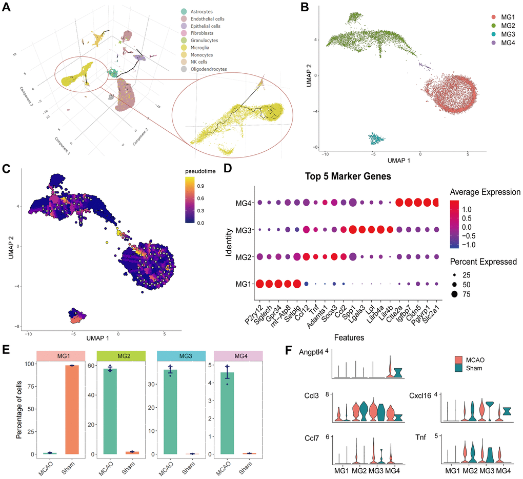 Cell trajectory analysis and identification of microglia. (A) 3D images of cell trajectories and the microglia part are amplified. (B) Individual clustering and UMAP mapping for microglia. (C) Cell trajectories of the microglia. (D) The bubble pattern the top five cell marker genes in four microglia clusters. (E) Distribution of four cell clusters in the IS and Sham groups. (F) Quantified expression of HSRGs in four cell clusters.