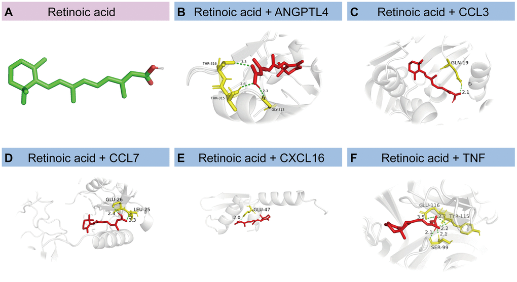 Molecular docking of proteins corresponding to HSRGs and retinoic acid. (A) The structural diagram of retinoic acid (B–F) Docking simulation of proteins and small molecule compounds.