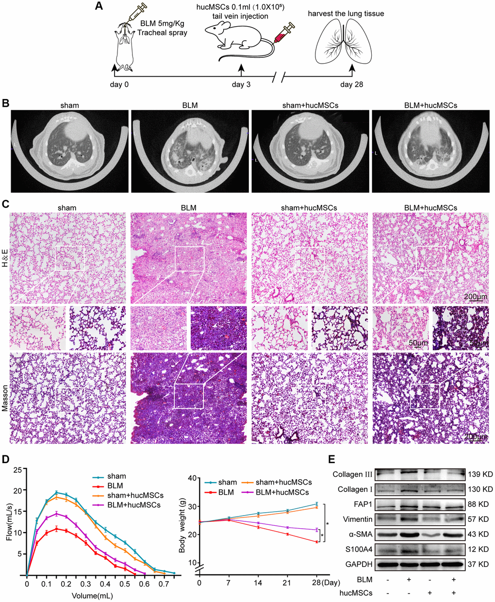 hucMSCs treatment alleviated pulmonary fibrosis in mice. (A) Schematic of the administration of BLM or hucMSCs into mice. (B) MicroCT images for small animal depicting that the BLM group had honeycomb-like changes and uneven patchy shadows compared with the sham group. These fibrotic symptoms were remarkably alleviated in the hucMSCs-treated group. (C) H&E and Masson staining results indicated that excess collagen was deposited, alveolar structure was damaged, and the alveolar wall was thickened in the BLM group. Meanwhile, collagen deposition was reduced and the alveolar structure was clear and complete in the hucMSCs-treated group. (D) FVC result showed that hucMSCs treatment improved the lung function of mice compared with the sham group. Body weight monitoring revealed that hucMSCs treatment suppressed the body mass loss compared with that in the sham mice. (E) Western blot analysis indicated that hucMSCs inhibited the expression of fibrotic proteins such as α-SMA, vimentin, collagen I, and collagen III and the differentiation-related proteins S100A4 and FAP1. Each bar represents the mean ± SD; n = 6; *p 