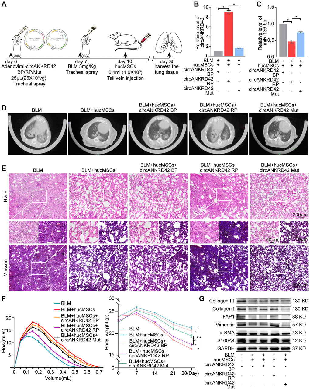 Rescue experiments proved that hucMSCs treatment alleviated pulmonary fibrosis by regulating the upstream circANKRD42-miR-136-5p of YAP1 in mice. (A) Schematic of the administration overexpressed circANKRD42, circANKRD42 mutation, BLM, or hucMSCs into mice. (B) qRT-PCR revealed that circANKRD42 was substantially upregulated in overexpressed circANKRD42 group compared with other groups and reversed the inhibitory effect of hucMSCs treatment. The effect of circANKRD42 mutation was weaker than that of overexpressed circANKRD42. (C) circANKRD42 overexpression reversed the upward trend of miR-136-5p caused by hucMSCs treatment, and the effect of circANKRD42 mutation on miR-136-5p was weaker than that of overexpressed circANKRD42. (D) MicroCT imaging system for small animal showed that circANKRD42 overexpression reversed the therapeutic effect of hucMSCs and aggravated the degree of fibrosis. The effect of circANKRD42 mutation on fibrosis was weaker than that of overexpressed circANKRD42. (E) H&E and Masson staining exhibited that BLM caused excessive collagen deposition, bulk fibroblast paraplasm displacing alveolar space in lung tissues, and near disappearance of alveoli pulmonis. Fibrosis was improved in the BLM+hucMSCs group. Overexpressed circANKRD42 reversed the therapeutic effect of hucMSCs, but the effect of circANKRD42 mutation was weaker than that of overexpressed circANKRD42. (F) BLM deteriorated the lung function and body weight. Overexpressed circANKRD42 reversed the ameliorating effect of hucMSCs on the lung function and body weight. The effect of circANKRD42 mutation on the lung function and body weight was weaker than that of overexpressed circANKRD42. (G) Western blot identified that BLM promoted the expression levels of fibrotic and differentiation proteins. Overexpressed circANKRD42 reversed the effect of hucMSCs on these proteins. The effect of circANKRD42 mutation was weaker than that of overexpressed circANKRD42. Each bar represents the mean ± SD; n = 6; *p 