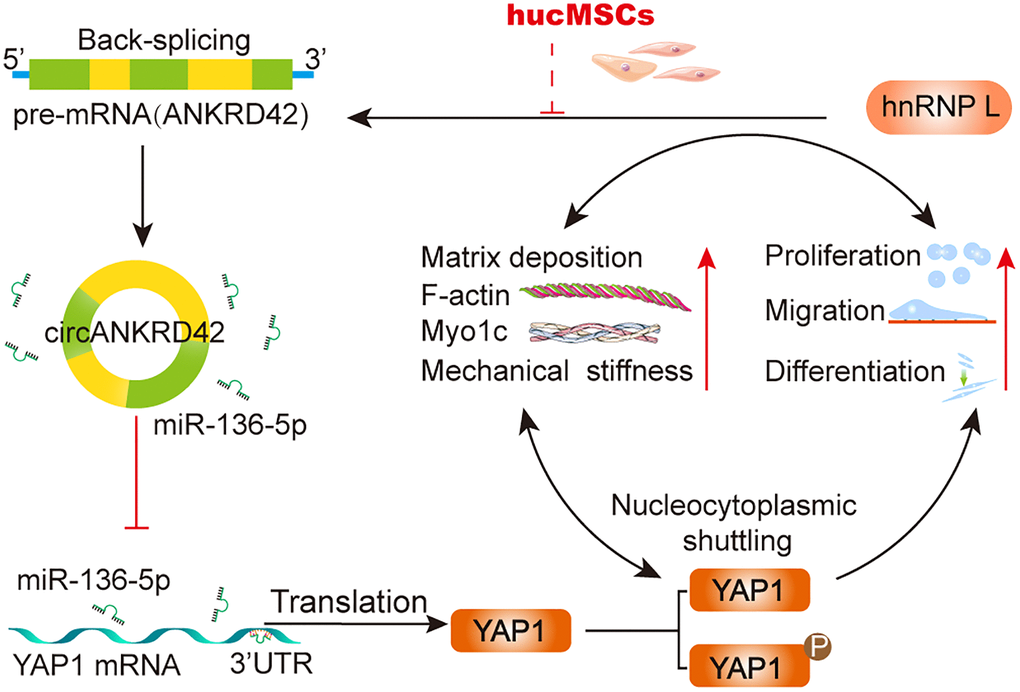 The mechanical stiffness mechanism of hucMSCs treatment in pulmonary fibrosis.