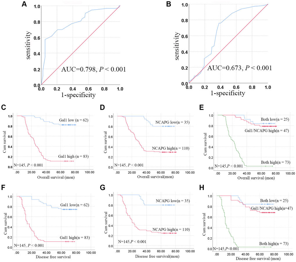 Aberrant Gal1 and NCAPG expression in GC tissues indicates poor prognosis. (A, B) Receiver operating characteristic statistics were employed to estimate the cut-off points of the IRS for (A) Gal1 and (B) NCAPG in GC tissues. (C–E) Kaplan-Meier curves for Gal1, NCAPG, and combined Gal1/NCAPG expression in the training cohort for overall survival. (F–H) Kaplan-Meier curves for Gal1, NCAPG, and combined Gal1/NCAPG expression in the training cohort for disease free survival.