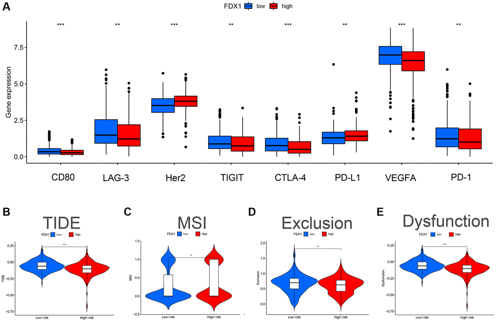 Effect of FDX1 in high- and low-expression groups on TIDE and immunomodulatory target expression in ccRCC. (A) Expression distribution of FDX1 at different immune checkpoints in TCGA database. (B) TIDE score of FDX1 high- and low-expression group. (C) MSI score of the FDX1 high- and low-expression group. (D) Exclusion score of FDX1 high- and low-expression group. (E) Dysfunction score of FDX1 high- and low-expression group.