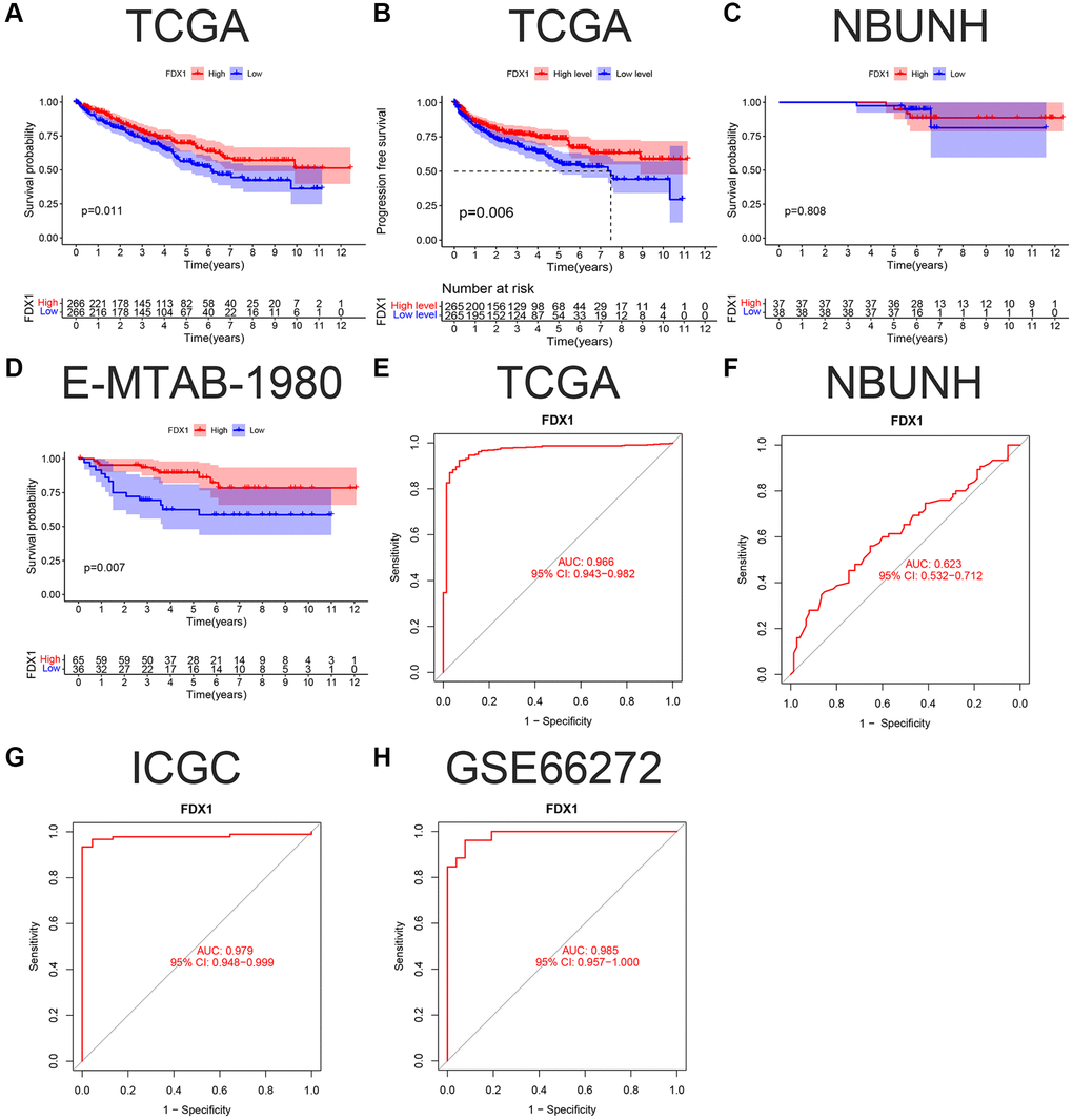 K-M survival curve and ROC of FDX1 in ccRCC. (A, B) OS (Overall survival) and DFS (Disease-free survival) in TCGA cohort. (C, D) OS in the NBUNH and E-MTAB-1980 cohorts. (E–H) ROC curves of TCGA, NBUNH, ICGC, and GSE66272 cohorts.