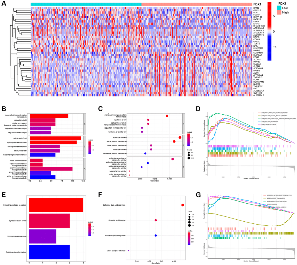 Identification of differentially expressed genes, function, pathway, and GSEA analysis of related genes. (A) Heat maps of the top 20 differential genes. (B, C) Histogram and bubble diagram of GO analysis. (D) GSEA enriches the functions of FDX1 in high- and low-expression groups. (E, F) Histogram and bubble diagram of KEGG analysis. (G) GSEA enriches the pathways of FDX1 in high- and low-expression groups.