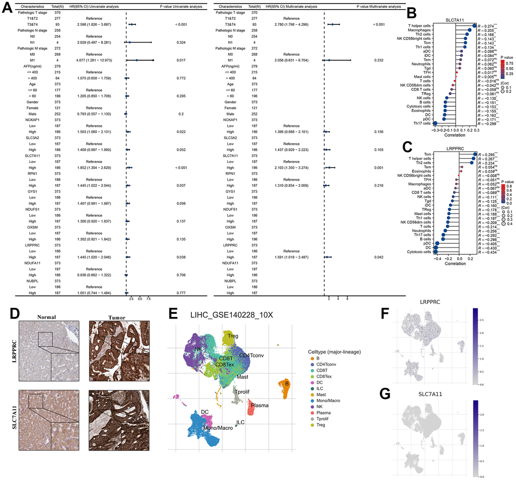 SLC7A11 and LRPPRC can be used as an independent prognosis factor in HCC in TCGA-LIHC cohort. (A) The univariate and multivariate Cox regression analysis between 10 DRG and overall survival. (B) The relationship between SLC7A11 and immune infiltration. (C) The relationship between LRPPRC and immune infiltration. (D) Immunohistochemistry images of SLC7A11 and LRPPRC expression in normal tissues, and HCC tissue. (E) T-distributed stochastic neighbor embedding plot of all the single cells, with each color coded for immune cell types. (F, G) The expression distribution of SLC7A11 and LRPPRC in immune cell types.