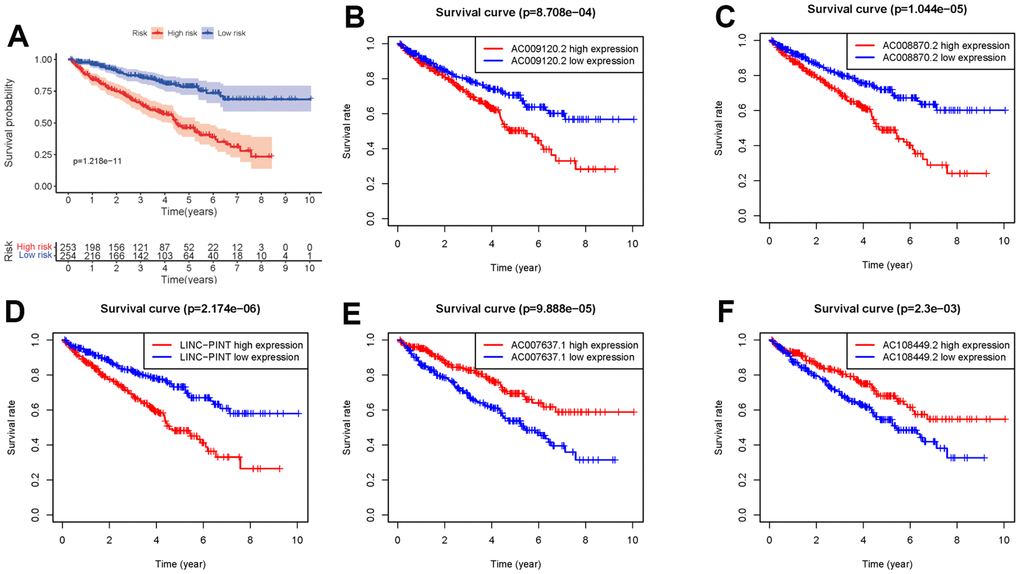 Kaplan-Meier survival curve of SRSM. Kaplan-Meier survival curve of the high-risk group and low-risk group in SRSM (A). The survival curves of sSR-LncRs (AC009120.2, AC008870.2, LINC-PINT, AC007637.1, and AC108449.2) (B–F).