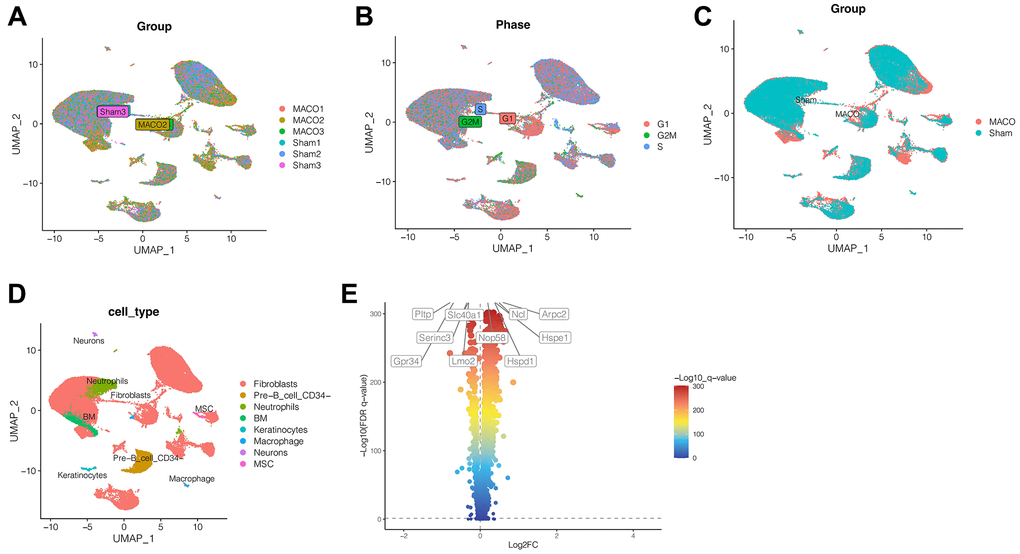 Single cell sequencing analysis. (A) No significant batch effect was observed. (B) The cell cycle had no effect on our subsequent analysis. (C) The heterogeneity between ischemic stroke group and normal control group. (D) 34 clusters were annotated as different cell types. (E) The first 5 genes that were significantly up-regulated were NCL, ARPC2, NOP58, HSPE1 and HSPD1, while the first 5 genes that were significantly down-regulated were PLTP, SLC40A1, SERINC3, LMO2 and GPR34. (Abbreviations: MACO: middle cerebral artery occlusion group; Sham: sham operation group).
