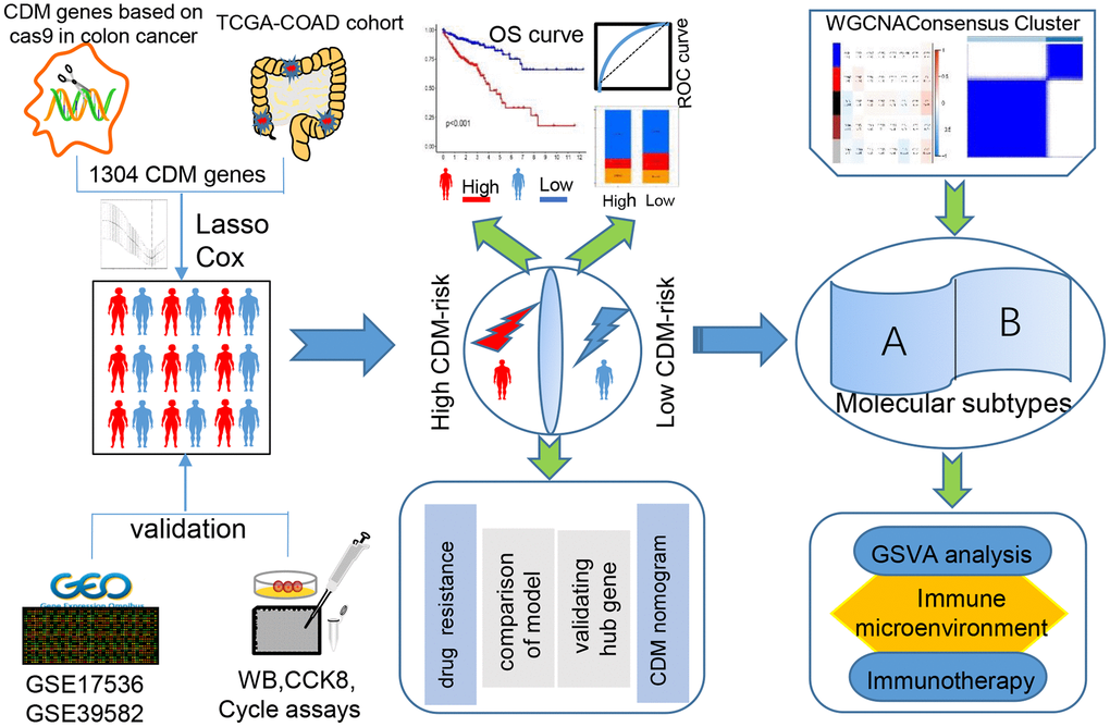 Cancer Dependency Map (CDM) with colon cancer (CC) analysis flow chart.