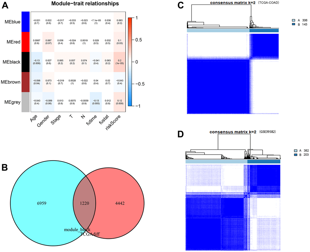 WGCNA analysis, consensus clustering and immune subtype construction. (A) Module–Clinical Trait Relationships of consensus module eigengene and different clinical features of COAD. Each row in the table corresponds to an module eigengene (ME), and each column to a clinical parameter (five module: blue, red, black and grey; eight clinical feature: Age, Gender, Stage, T, N, futime, fustat and CDM riskScore). Each cell contained the correlation coefficients and p value (red, positively correlated; green, negative correlated). (B) Venn plot of CDM-associated co-expressed genes (5,662 genes) and upregulated genes (8,179 genes). Red represents coexpressed genes and cyan represents TCGA-COAD upregulated genes. (C) The consensus score matrix of TCGA-COAD samples when k = 2. Subtype A contains 306 samples and subtype B contains 143 samples. (D) The consensus score matrix of GSE39582 samples when k = 2. Subtype A contains 382 samples and subtype B contains 203 samples.
