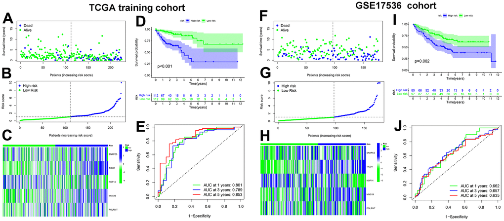 Cancer Dependency Maps (CDMs) signature construction and validation in TCGA training cohort and GSE17536 cohort. (A) Survival scatter plot in TCGA training cohort. A dot represents a CC patient (blue represent Dead, Green represent alive). Dotted lines show the median of risk score that dichotomize patients into high and low groups. (B) Risk score plot in TCGA training cohort. The patients of CC are ordered by the risk score of the CDM signature. Dotted lines show the median of risk score that dichotomize patients into high (blue) and low (green) groups. (C) Heatmap of five CDM signature genes (SNAPC5, TIGD1, NOP14, MMS19 and POLRMT) in TCGA training cohort. Blue represent high-CDM risk group and green represent low-CDM risk group. (D) Kaplan-Meier plot in TCGA training cohort (pE) The ROC curve of CDM signature in TCGA training cohort. Green show one year AUC value (AUC value=0.801), blue show three year AUC value (AUC value=0.789) and red show five year AUC value (AUC value=0.853). (F) Survival scatter plot in GSE17536 cohort. (G) Risk score plot in GSE17536 cohort. (H) Heatmap of five CDM signature genes (SNAPC5, TIGD1, NOP14, MMS19 and POLRMT) in GSE17536 cohort. (I) Kaplan-Meier plot in GSE17536 cohort (p=0.002). (J) The ROC curve of CDM signature in GSE17536 cohort. One year AUC value (AUC value=0.662), three year AUC value (AUC value=0.657) and five year AUC value (AUC value=0.635).