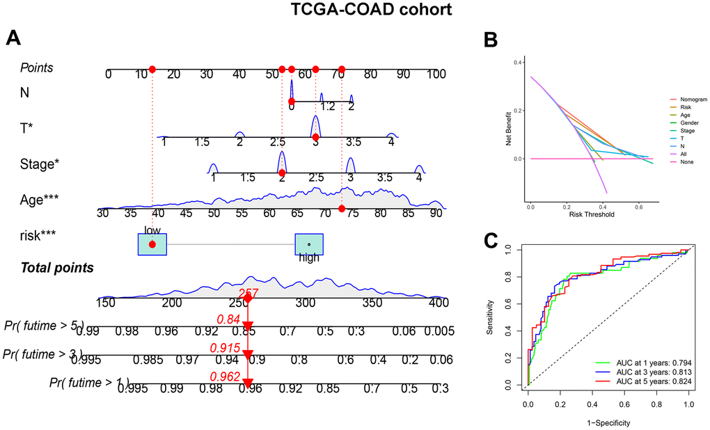 CDM-associated nomogram construction in TCGA-COAD cohort. (A) CDM-associated Nomogram for predicting 1-, 3-, and 5-year OS of patients with TCGA-COAD cohort. (B) The decision curve (DCA) analysis for CDM-associated nomogram in TCGA-COAD cohort. (C) The ROC curve of CDM-associated Nomogram in all TCGA-COAD cohort. Green show one year AUC value (AUC value=0.794), blue show three year AUC value (AUC value=0.813) and red show five year AUC value (AUC value=0.824).