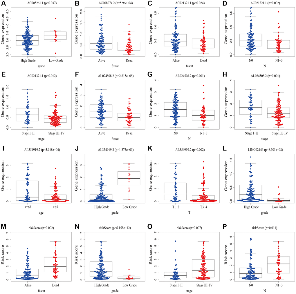 The correlations between risk scores/8 cuproptosis-related lncRNAs and clinicopathological variables. (A) Correlation between AC005261.1 expression level and grade. (B) Correlation between AC008074.2 expression fustat. (C–E) Correlation between AC021321.1 expression level and fustat, N stage and stage. (F–H) Correlation between AL024508.2 expression level and fustat, N stage and stage. (I–K) Correlation between AL354919.2 and age, grade and T stage. (L) Correlation between LINC02446 expression level and M stage. (M–P) Correlation between risk scores expression level and fustat, grade, stage and N stage. Abbreviations: lncRNAs: long noncoding RNAs; T: tumor; N: lymph node; M: metastasis.