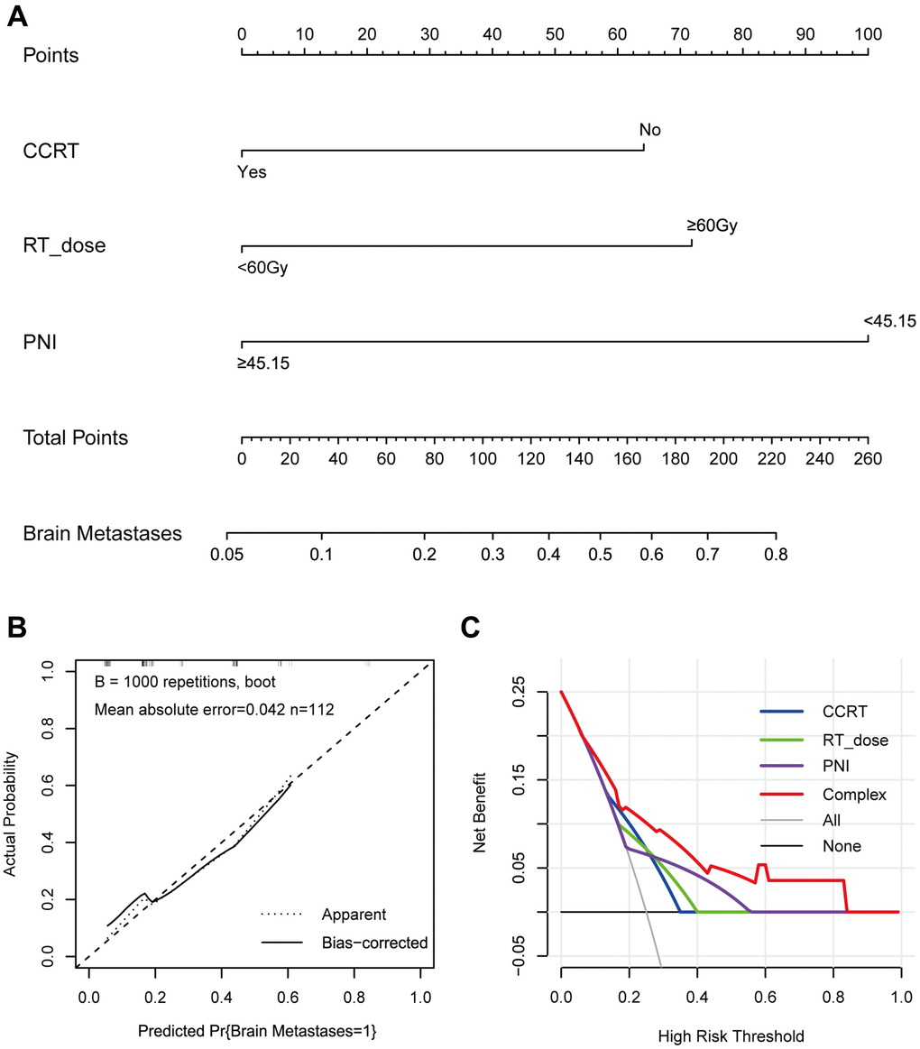 The nomogram, calibration curve, and decision curve for predicting the probability of BM for the whole study population. (A) A nomogram that integrates CCRT, RT dose, and PNI in LS-SCLC patients; (B) The calibration curve of the nomogram predicting the incidence of BM; (C) The decision curves of the nomogram predicting the incidence of BM. Abbreviations: BM: brain metastases; CCRT: concurrent chemoradiotherapy; RT: radiotherapy; PNI: prognostic-nutrition index; LS-SCLC: limited-stage small cell lung cancer.