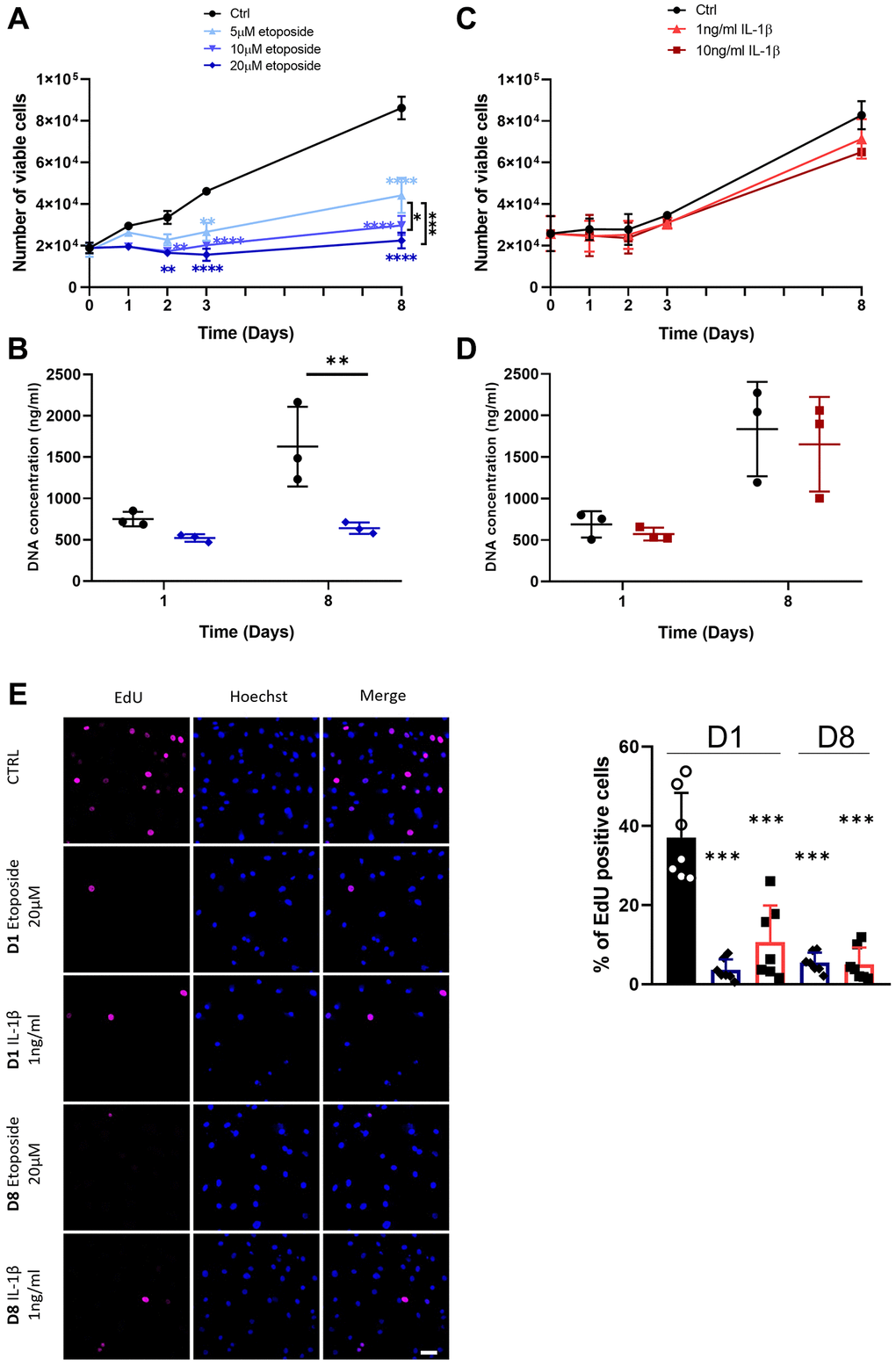 Impact of Etoposide and IL-1β treatments on HACs proliferation. HACs were treated with etoposide (blue) at 5, 10 or 20 μM (A, B) for 24 h and then cultured in normal media or with IL-1β (red) at 1 and 10 ng/mL (C, D) for the length of the experiment. (A, C) The number of viable cells was assessed by trypan blue exclusion dye. (B, D) DNA quantification in Etoposide and IL-1β treated HACs at day 1 and day 8. Data are shown as mean ± SD, (n = 3). P-values were calculated by the two-way ANOVA test, *p ≤ 0.05; **p ***p ****p E) EdU was used to identify proliferative cells and Hoechst staining to visualize the nucleus at day 1 and 8 (scale bar = 50 μm). The images were analyzed by quantification of positive cells for EdU normalized versus the total number of cells obtained with the Hoechst staining at each time. Data are shown as mean ± SD, (n ≥ 3). P-values were calculated by Mann-Whitney test compared to the control on day 1, ***p 